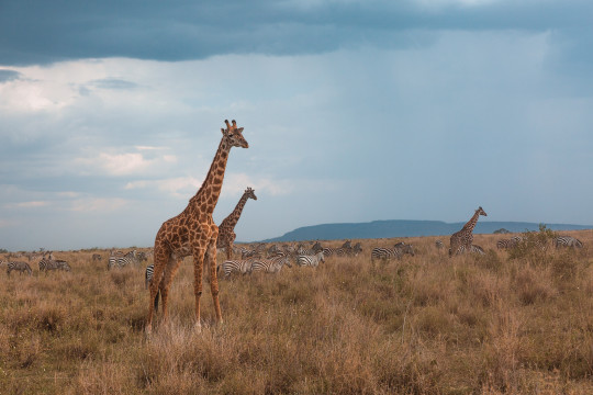 Serengeti NP