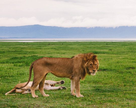 Ngorongoro Crater